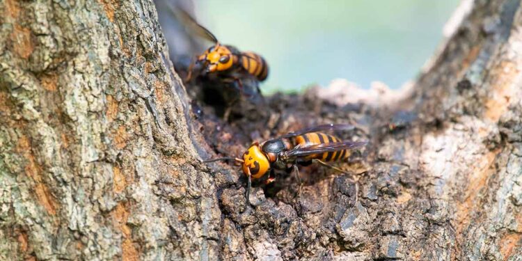 Asian hornet threatens ecosystems, agriculture, and health.